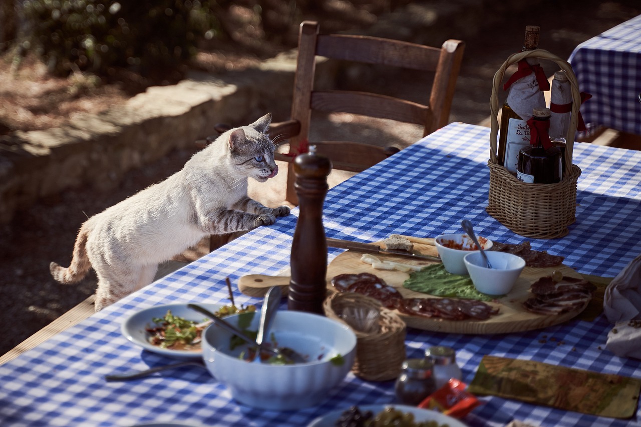cat, table, dining table-4520516.jpg